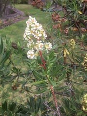 Escallonia resinosa