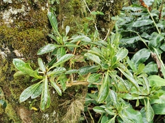 Chassalia gaertneroides