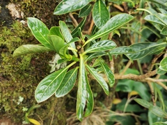 Chassalia gaertneroides