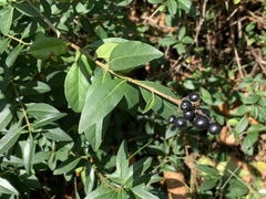 Ligustrum vulgare