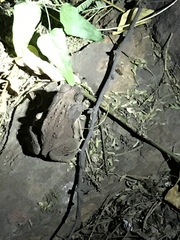 Duttaphrynus melanostictus