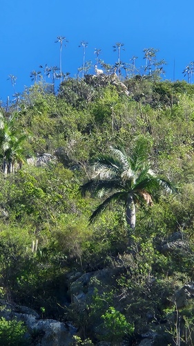 Pseudophoenix vinifera, photograph 2