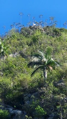 Pseudophoenix vinifera, photograph author not stated, no rights reserved