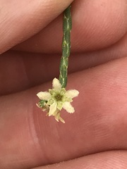 Diosma ramosissima