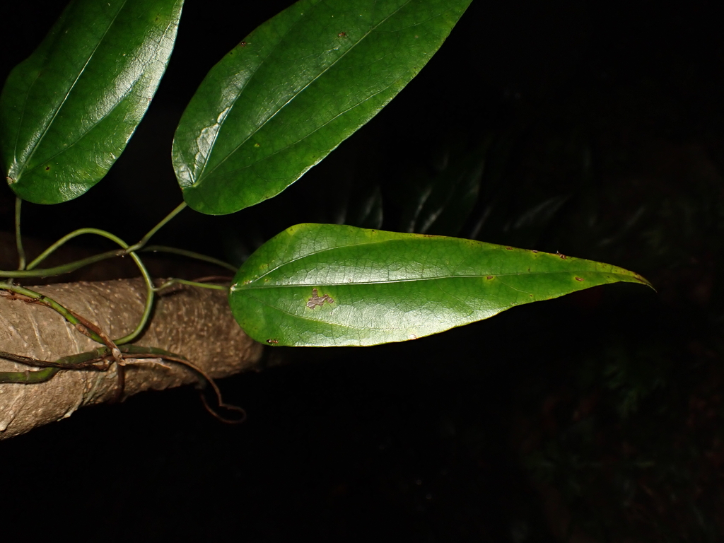 Cyclea sutchuenensis (Cyclea sutchuenensis)
