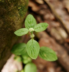 Spermacoce prostrata