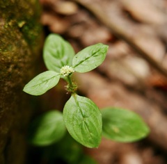 Spermacoce prostrata