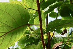 Cordia sulcata