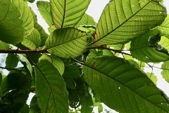 Cordia sulcata