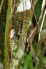 Anolis sabanus
