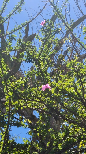 Leuenbergeria portulacifolia, photograph 2