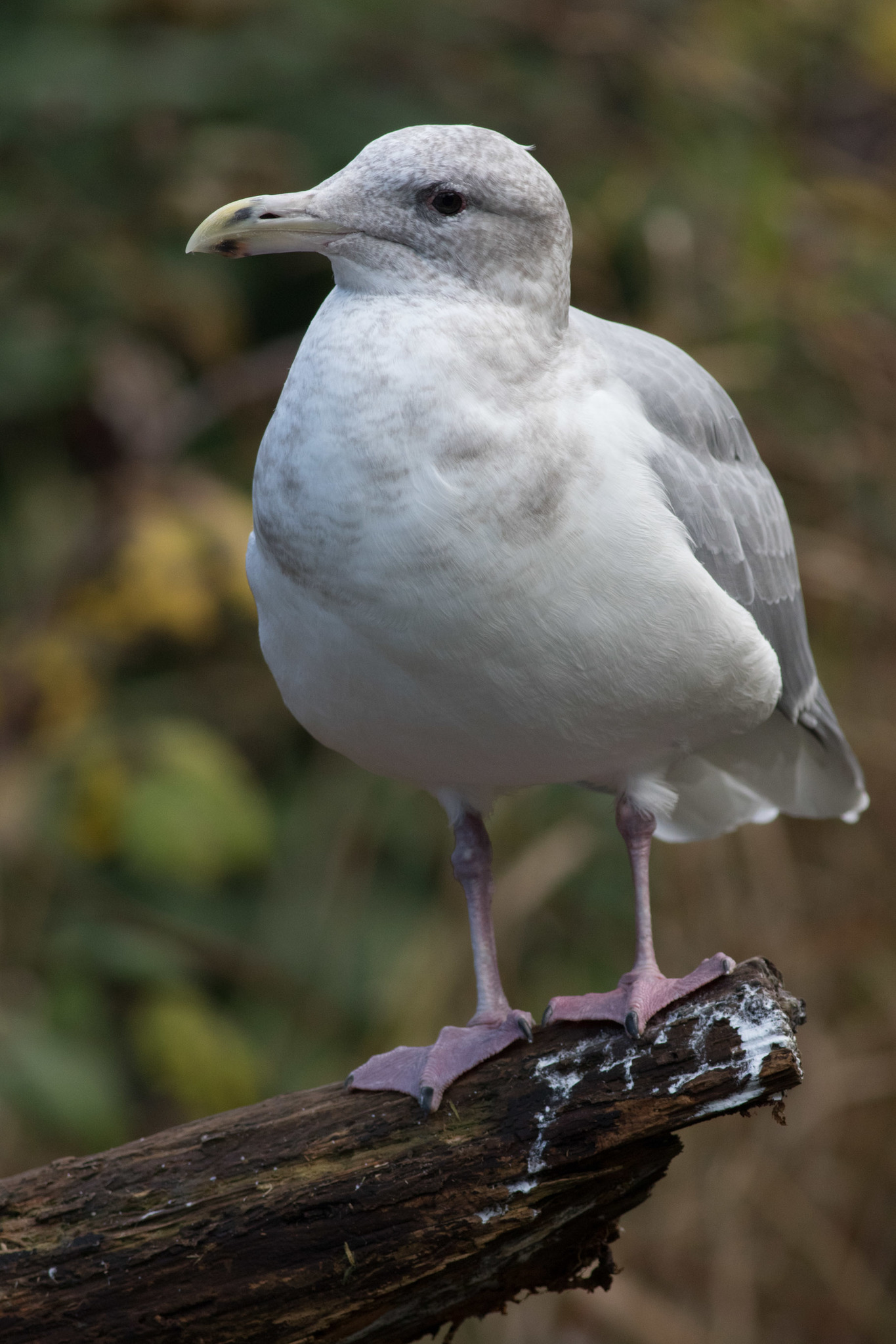 Glaucous-winged Gull