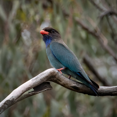 Eurystomus orientalis pacificus