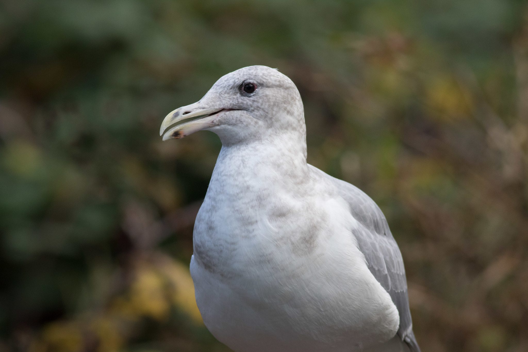 Glaucous-winged Gull
