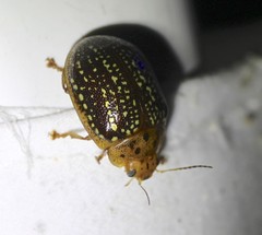 Paropsisterna cernua