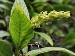Bertiera rufa