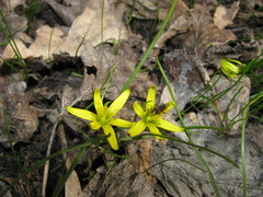Gagea pusilla