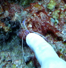 Ancylomenes pedersoni