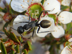 Camponotus suffusus
