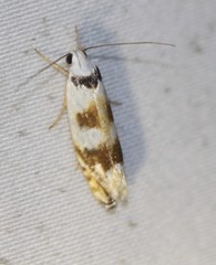 Plectophila pyrgodes