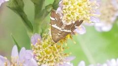 Hymeniini