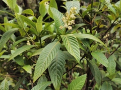 Bertiera rufa