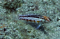 Serranus baldwini