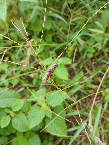 Catantops sylvestris