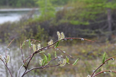 Salix boganidensis