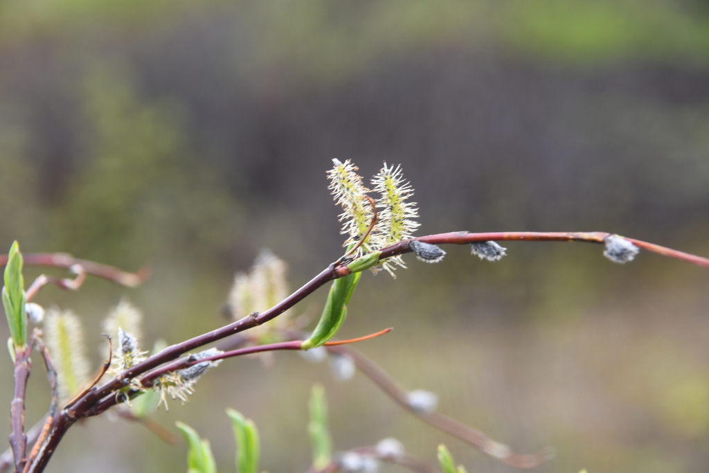 Salix boganidensis