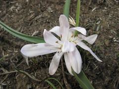 Colchicum bulbocodium versicolor