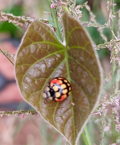 Sulfurous Lady Beetle