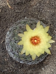 Coryphantha pseudoradians