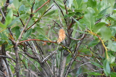 Salix boganidensis