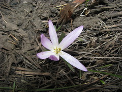 Colchicum bulbocodium versicolor