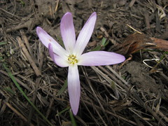 Colchicum bulbocodium versicolor