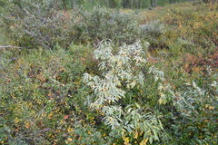 Salix gmelinii