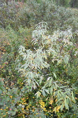 Salix gmelinii
