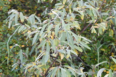 Salix gmelinii
