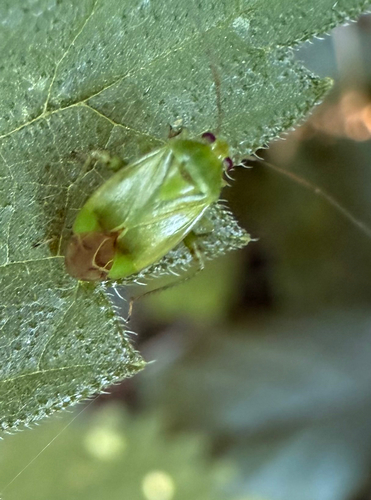 Apolygus spinolae