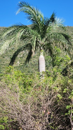 Pseudophoenix vinifera
