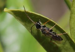 Dolichurus