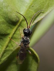 Dolichurus