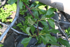 Salix jenisseensis
