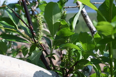 Salix jenisseensis
