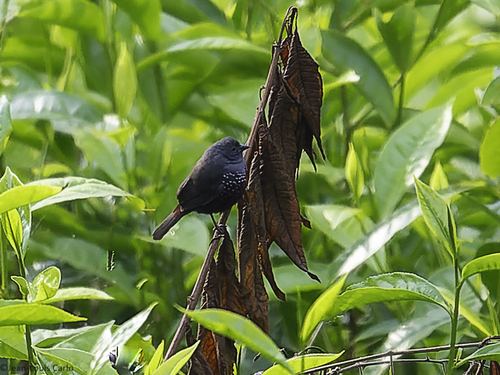 iNaturalist image