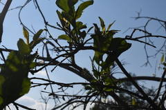 Salix jenisseensis
