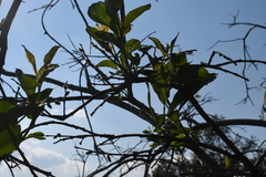 Salix jenisseensis