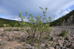 Salix jenisseensis