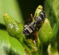 Myrmisolepis